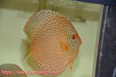 画像2: 【ディスカス】【通販】【産卵経験あり】ロイヤルレッドパールサクラ　ハイフォーム【個体ペア販売】16-17cm（生体）マレーシア　KLディスカスファーム (2)