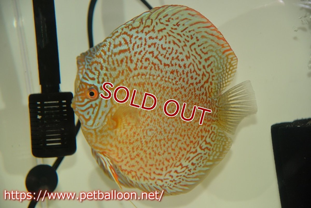 画像3: 【ディスカス】【通販】【産卵経験あり】ロイヤルレッドパールサクラ　ハイフォーム【個体ペア販売】16-17cm（生体）マレーシア　KLディスカスファーム (3)