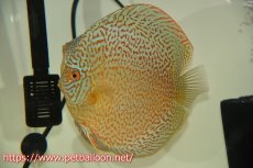 画像3: 【ディスカス】【通販】【産卵経験あり】ロイヤルレッドパールサクラ　ハイフォーム【個体ペア販売】16-17cm（生体）マレーシア　KLディスカスファーム (3)