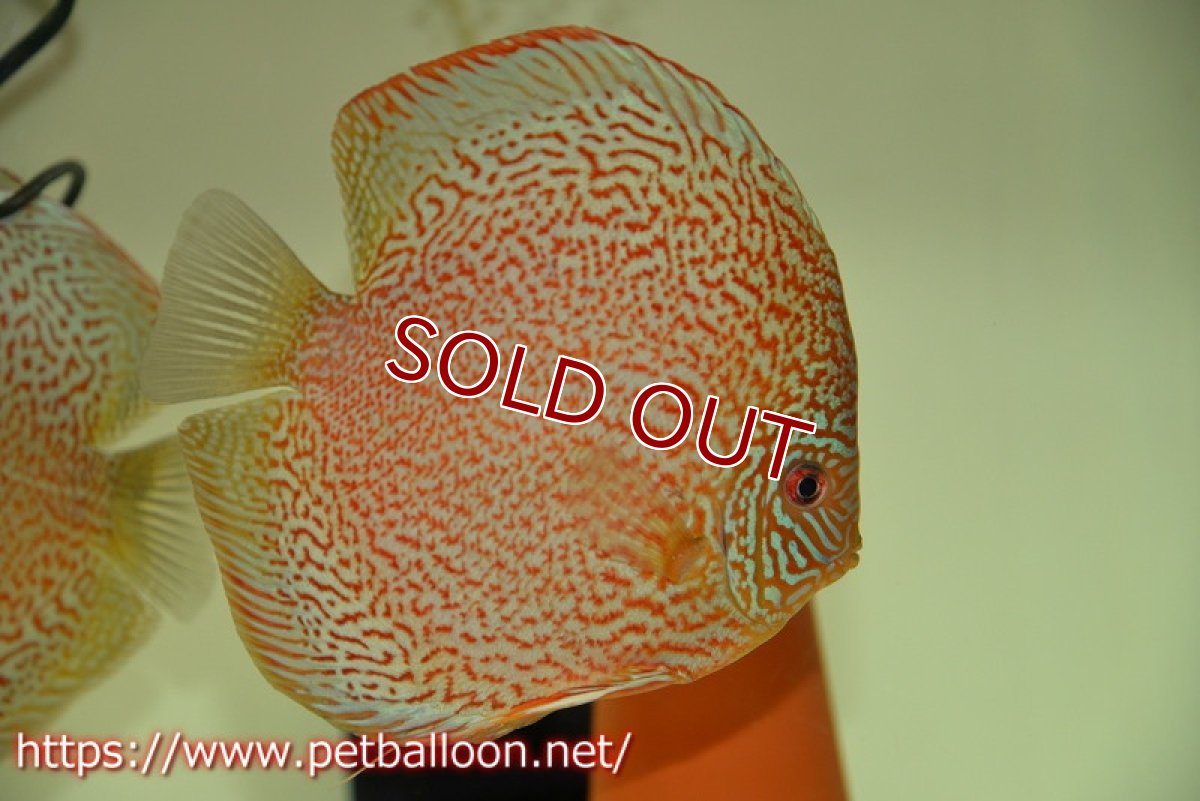 画像4: 【ディスカス】【通販】【産卵経験あり】ロイヤルレッドパールサクラ　ハイフォーム【個体ペア販売】16-17cm（生体）マレーシア　KLディスカスファーム (4)