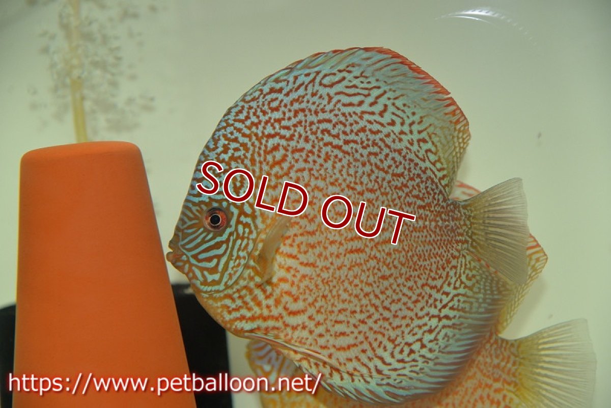 画像5: 【ディスカス】【通販】【産卵経験あり】ロイヤルレッドパールサクラ　ハイフォーム【個体ペア販売】16-17cm（生体）マレーシア　KLディスカスファーム (5)