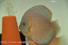 画像5: 【ディスカス】【通販】【産卵経験あり】ロイヤルレッドパールサクラ　ハイフォーム【個体ペア販売】16-17cm（生体）マレーシア　KLディスカスファーム (5)
