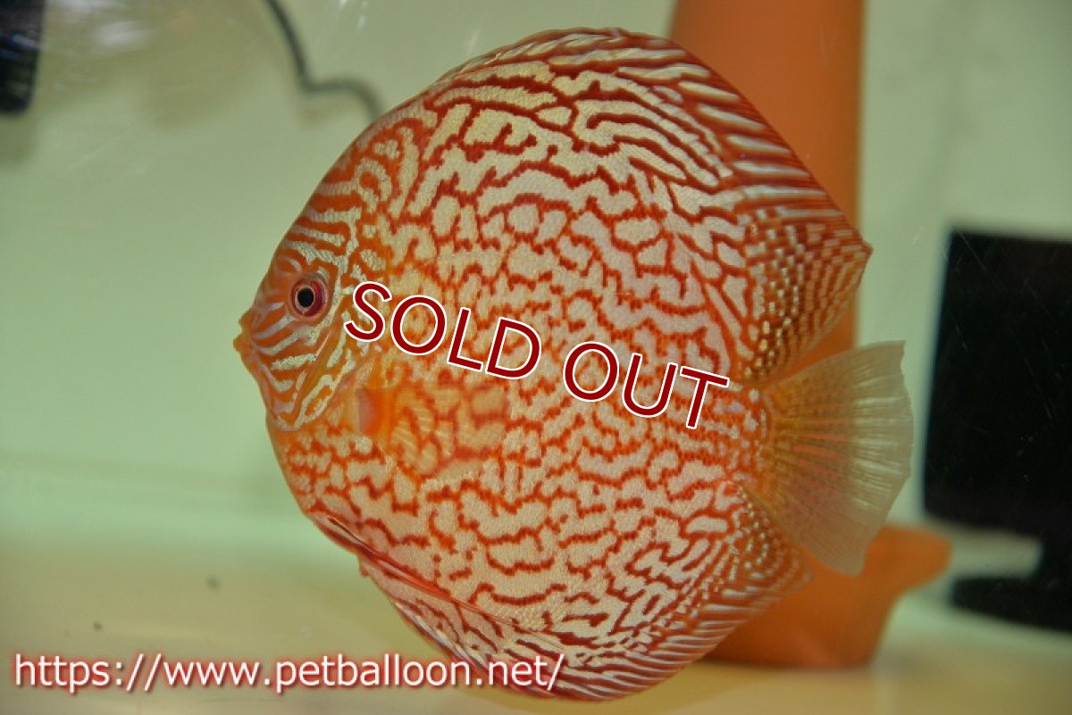 画像5: 【ディスカス】【通販】【産卵経験あり】メイズレッドターコイズ　ハイフォーム【個体ペア販売】15-16cm（生体）マレーシア　NAディスカスファーム (5)