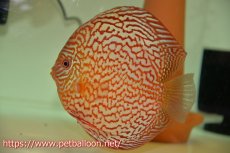画像5: 【ディスカス】【通販】【産卵経験あり】メイズレッドターコイズ　ハイフォーム【個体ペア販売】15-16cm（生体）マレーシア　NAディスカスファーム (5)