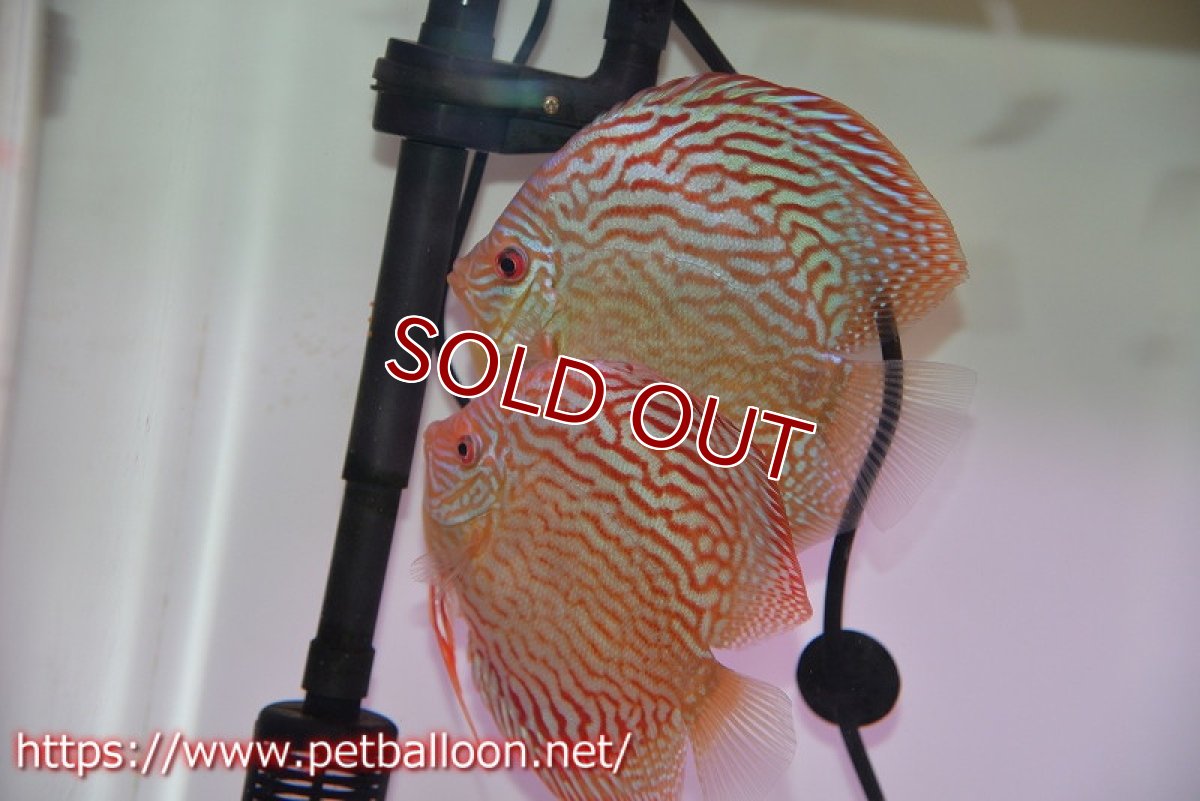画像1: 【ディスカス】【通販】【産卵経験あり】アルタムレッドフローラ　ハイフォーム【個体ペア販売】14cm（生体）マレーシア　NAディスカスファーム (1)