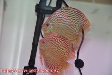 画像1: 【ディスカス】【通販】【産卵経験あり】アルタムレッドフローラ　ハイフォーム【個体ペア販売】14cm（生体）マレーシア　NAディスカスファーム (1)