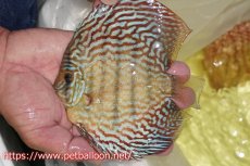 画像3: 【ディスカス】【通販】【産卵経験あり】アルタムレッドフローラ　ハイフォーム【個体ペア販売】14cm（生体）マレーシア　NAディスカスファーム (3)
