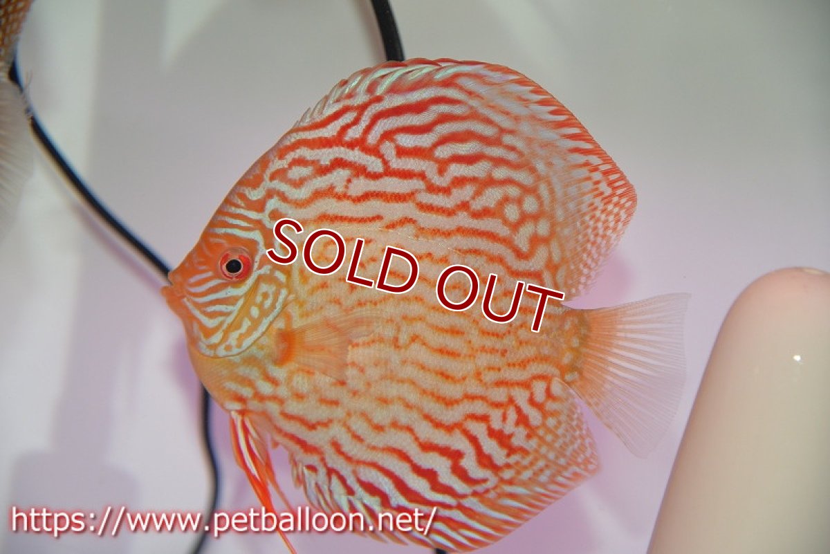 画像5: 【ディスカス】【通販】【産卵経験あり】アルタムレッドフローラ　ハイフォーム【個体ペア販売】14cm（生体）マレーシア　NAディスカスファーム (5)