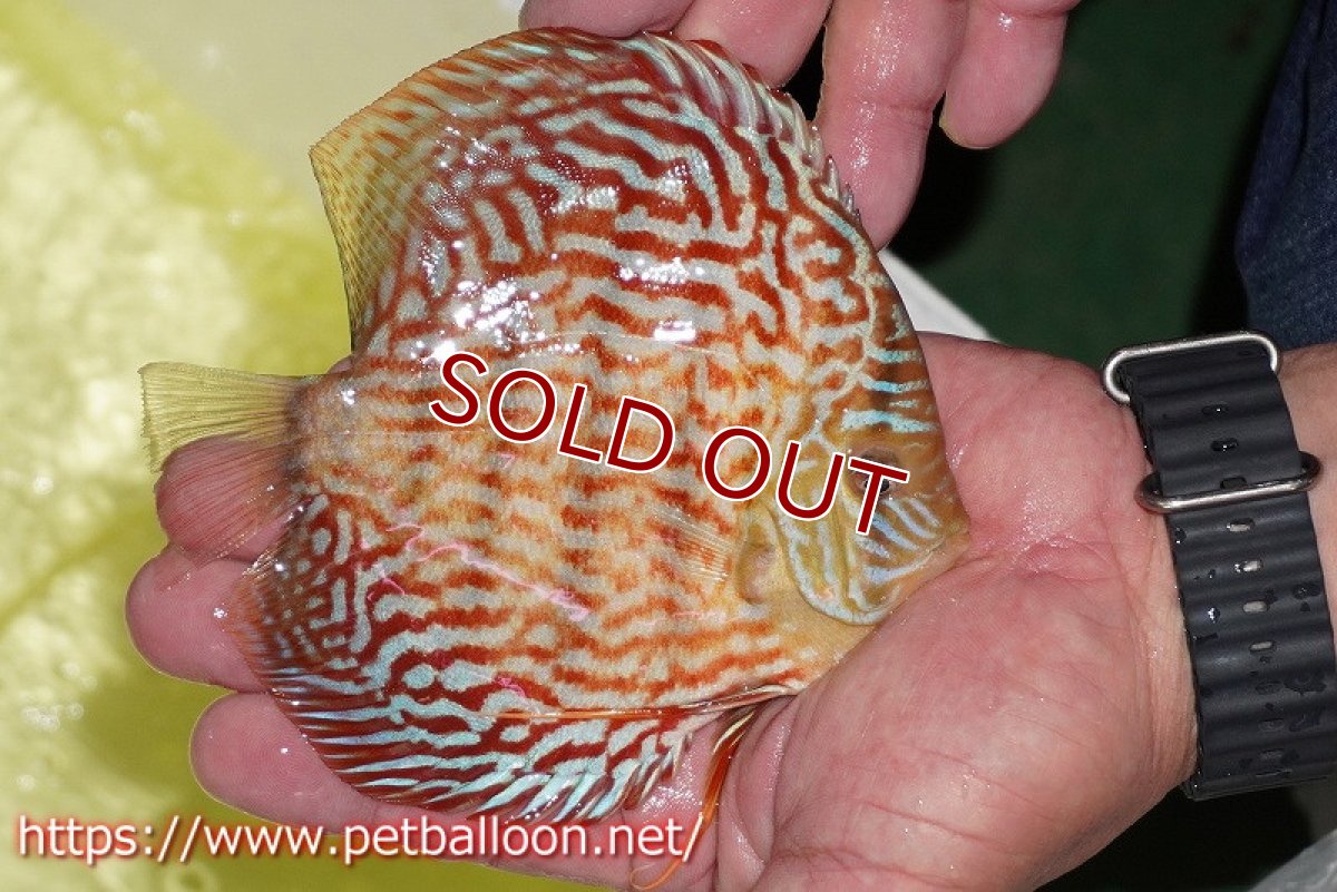 画像7: 【ディスカス】【通販】【産卵経験あり】アルタムレッドフローラ　ハイフォーム【個体ペア販売】14cm（生体）マレーシア　NAディスカスファーム (7)