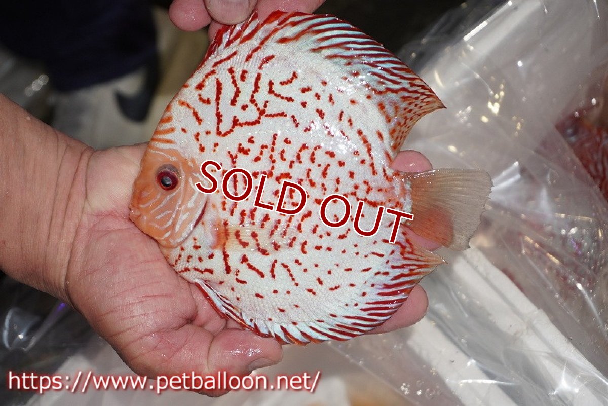 画像2: 【ディスカス】【通販】ゼブラレオパードピジョン【個体販売】15cm（生体）ペナン　ブリーダーTAN CHEE LOK (2)