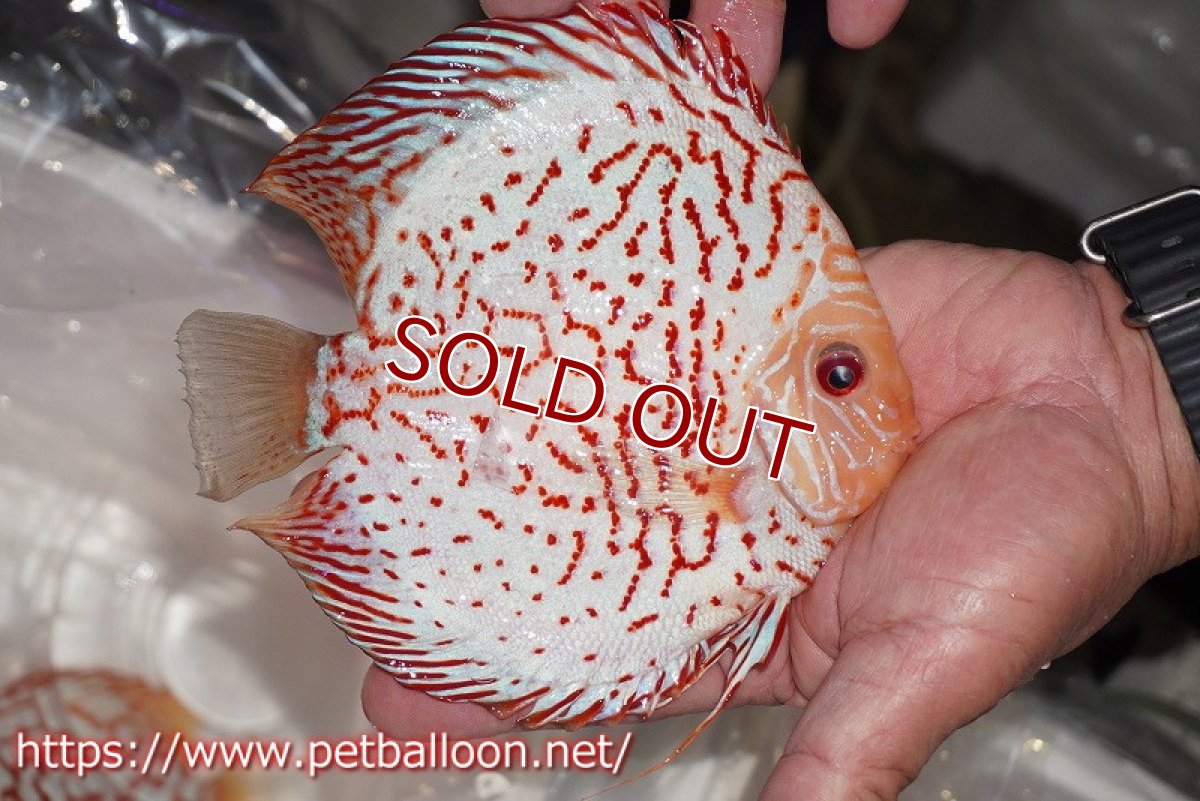 画像3: 【ディスカス】【通販】ゼブラレオパードピジョン【個体販売】15cm（生体）ペナン　ブリーダーTAN CHEE LOK (3)