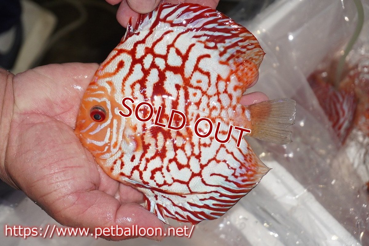 画像2: 【ディスカス】【通販】ゼブラレオパードピジョン【個体販売】15cm（生体）ペナン　ブリーダーTAN CHEE LOK (2)