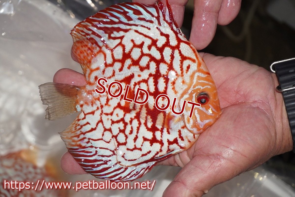 画像3: 【ディスカス】【通販】ゼブラレオパードピジョン【個体販売】15cm（生体）ペナン　ブリーダーTAN CHEE LOK (3)