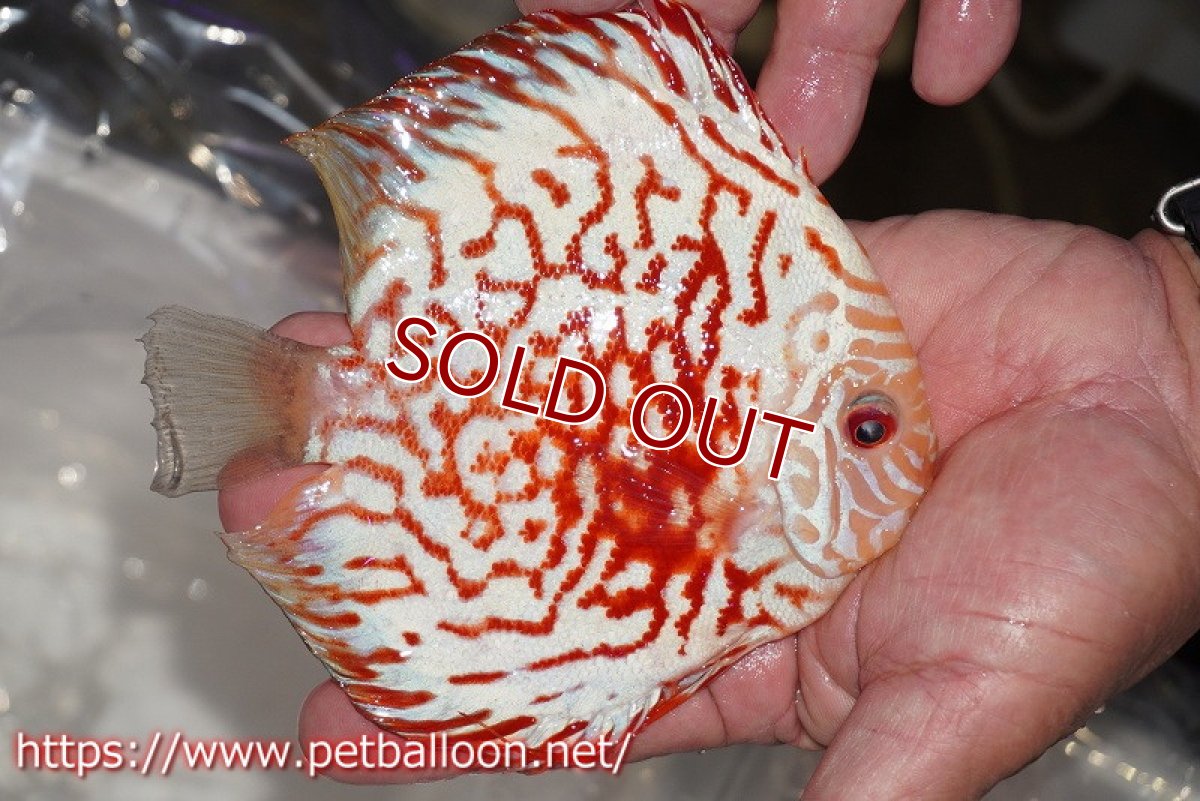 画像2: 【ディスカス】【通販】ゼブラレオパードピジョン【個体販売】15cm（生体）ペナン　ブリーダーTAN CHEE LOK (2)