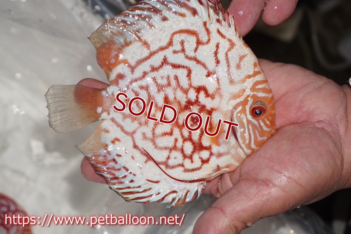 画像3: 【ディスカス】【通販】ゼブラレオパードピジョン【個体販売】15cm（生体）ペナン　ブリーダーTAN CHEE LOK (3)