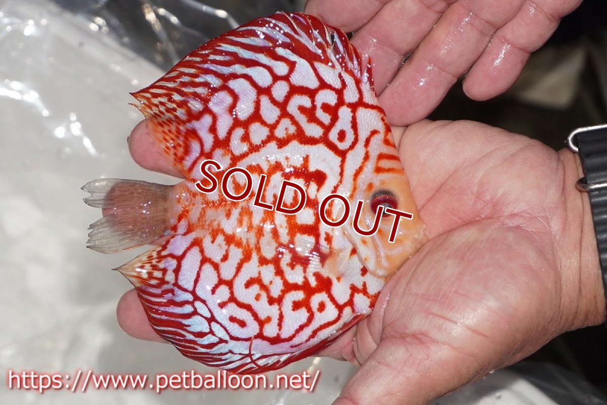 画像2: 【ディスカス】【通販】ゼブラレオパードピジョン【個体販売】15cm（生体）ペナン　ブリーダーTAN CHEE LOK (2)