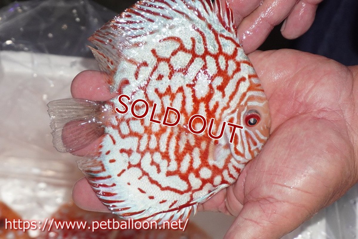 画像3: 【ディスカス】【通販】レッドマップギャラクシー【個体販売】15cm（生体）ペナン　ブリーダーTAN CHEE LOK (3)