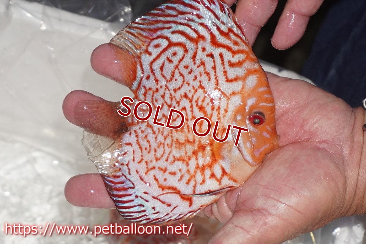 画像2: 【ディスカス】【通販】レッドマップギャラクシー【個体販売】15cm（生体）ペナン　ブリーダーTAN CHEE LOK (2)