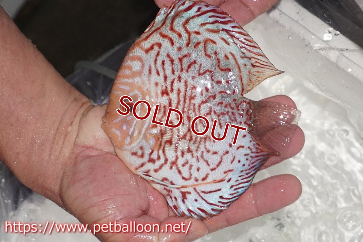 画像2: 【ディスカス】【通販】レッドマップギャラクシー【個体販売】15cm（生体）ペナン　ブリーダーTAN CHEE LOK (2)