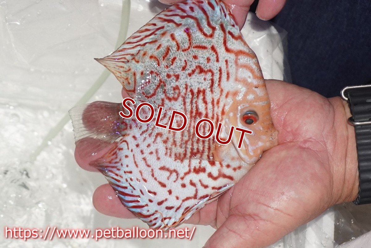 画像3: 【ディスカス】【通販】レッドマップギャラクシー【個体販売】15cm（生体）ペナン　ブリーダーTAN CHEE LOK (3)