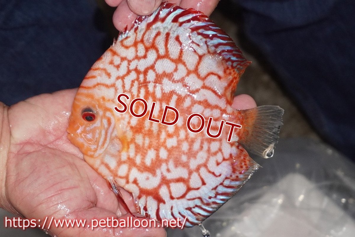 画像2: 【ディスカス】【通販】レッドマップパンダ【個体販売】15cm（生体）ペナン　ブリーダーTAN CHEE LOK (2)