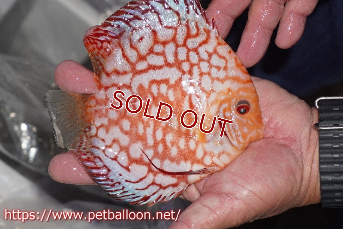 画像3: 【ディスカス】【通販】レッドマップパンダ【個体販売】15cm（生体）ペナン　ブリーダーTAN CHEE LOK (3)