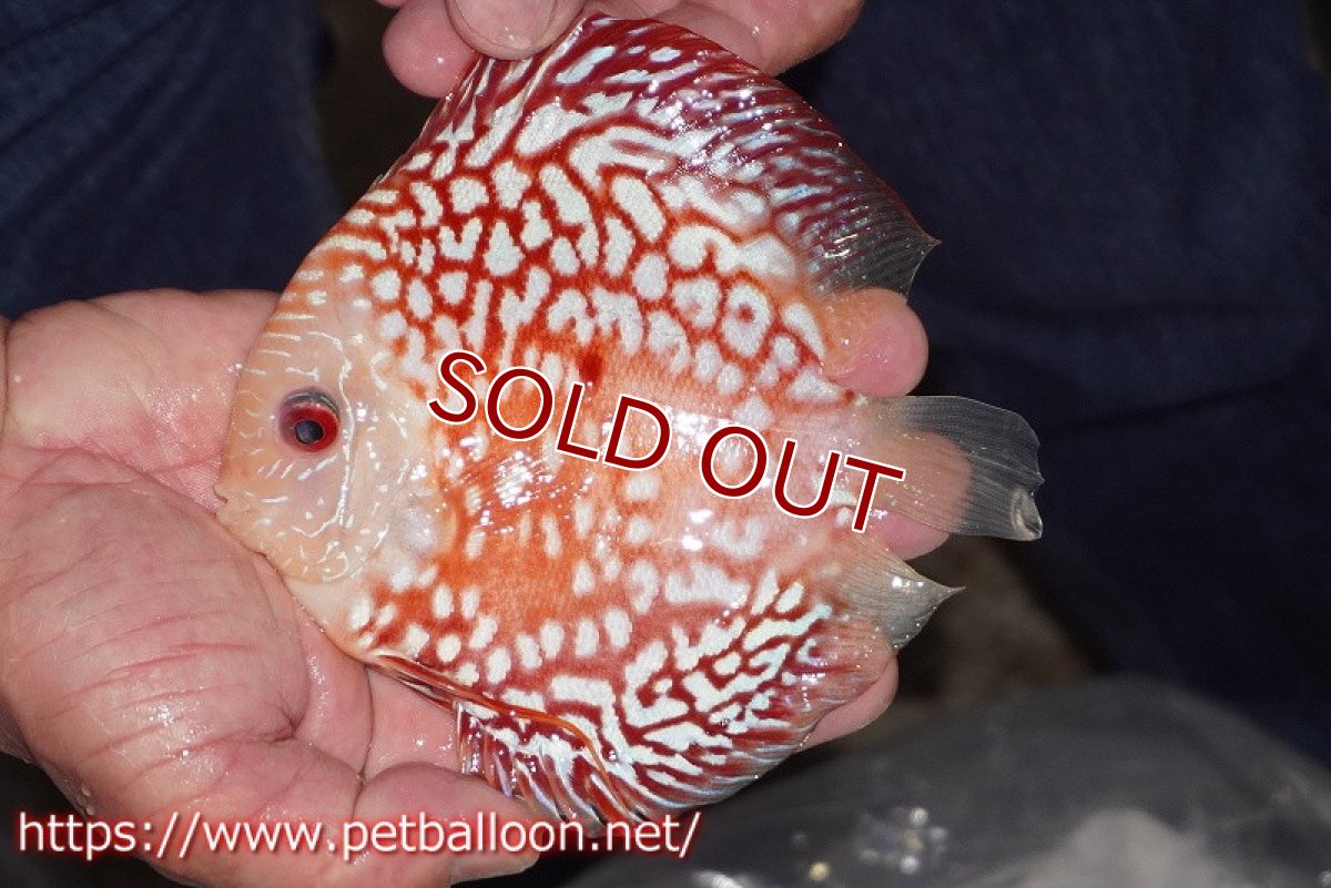 画像2: 【ディスカス】【通販】レッドマップパンダ【個体販売】15cm（生体）ペナン　ブリーダーTAN CHEE LOK (2)