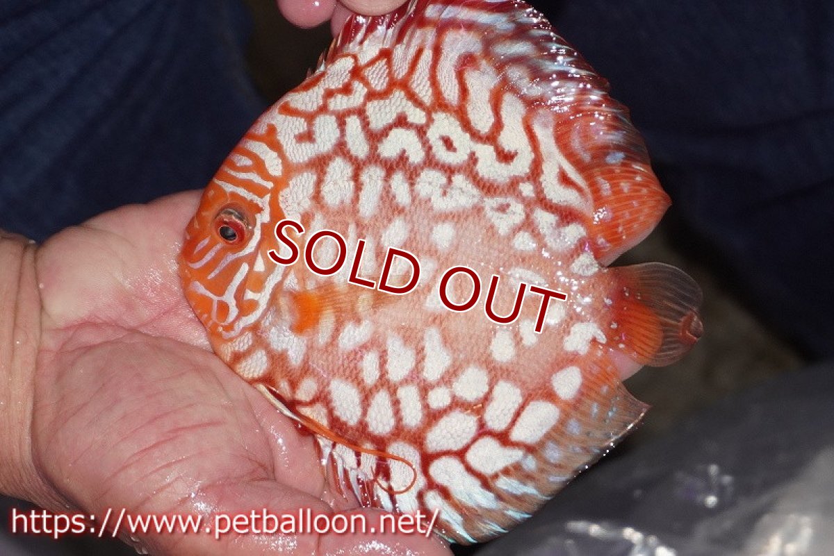 画像2: 【ディスカス】【通販】レッドマップパンダ【個体販売】15cm（生体）ペナン　ブリーダーTAN CHEE LOK (2)