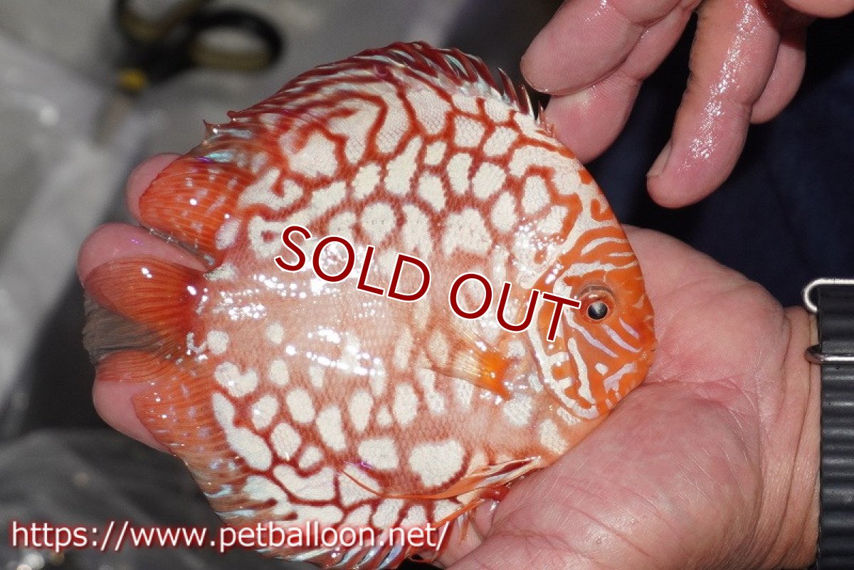 画像3: 【ディスカス】【通販】レッドマップパンダ【個体販売】15cm（生体）ペナン　ブリーダーTAN CHEE LOK (3)