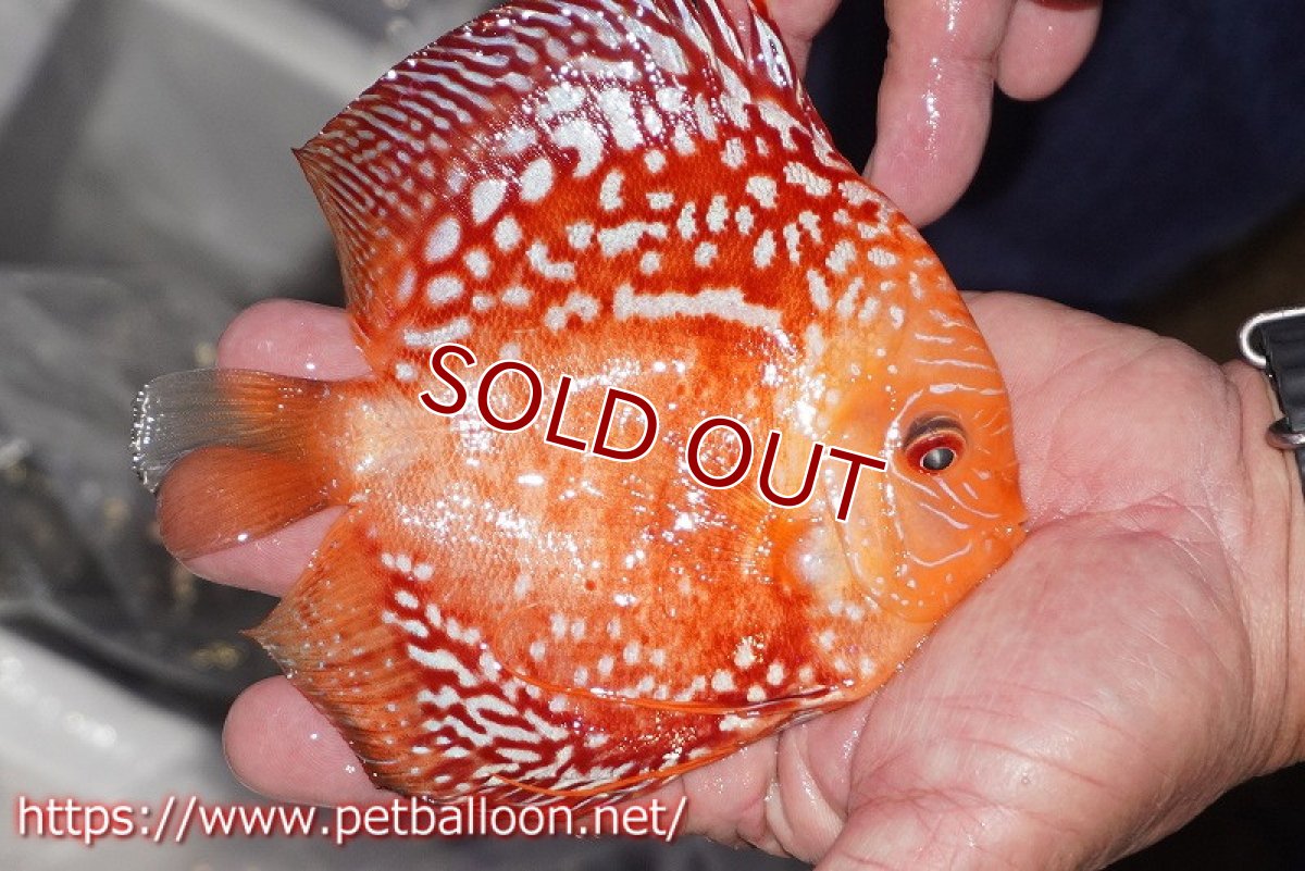 画像2: 【ディスカス】【通販】レッドマップパンダ【個体販売】15cm（生体）ペナン　ブリーダーTAN CHEE LOK (2)