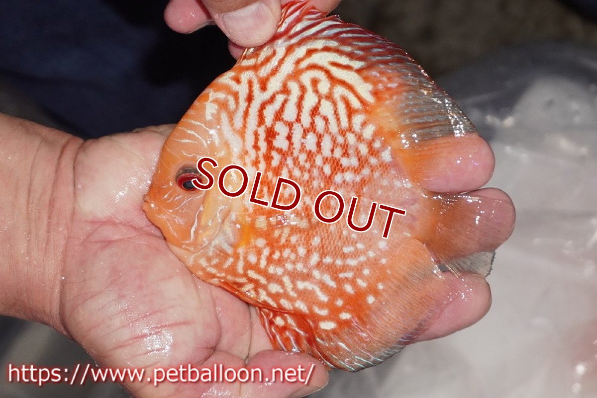 画像1: 【ディスカス】【通販】レッドマップパンダ【個体販売】15cm（生体）ペナン　ブリーダーTAN CHEE LOK (1)