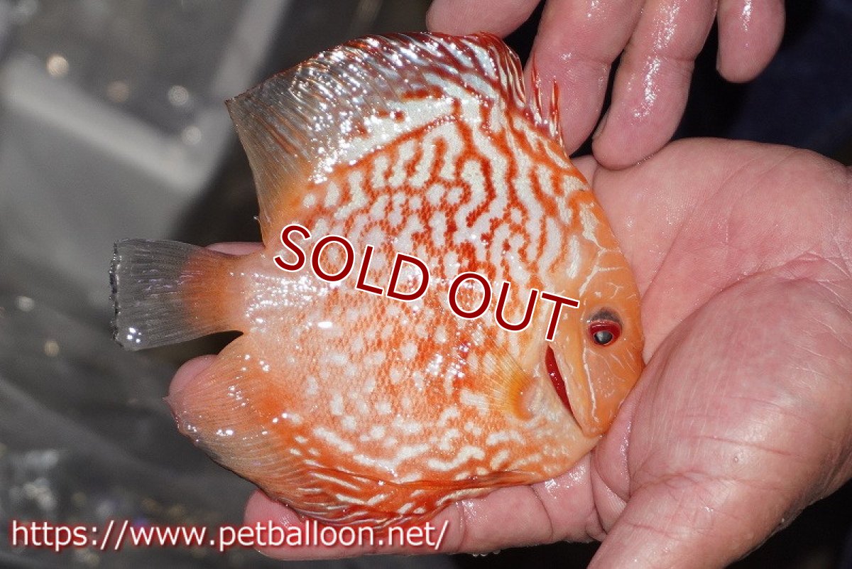 画像2: 【ディスカス】【通販】レッドマップパンダ【個体販売】15cm（生体）ペナン　ブリーダーTAN CHEE LOK (2)