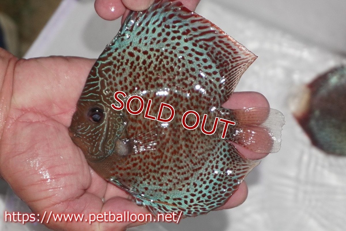 画像2: 【ディスカス】【通販】スーパーブルーアナコンダ【個体販売】13cm（生体）ペナン　ブリーダーTAN CHEE LOK (2)