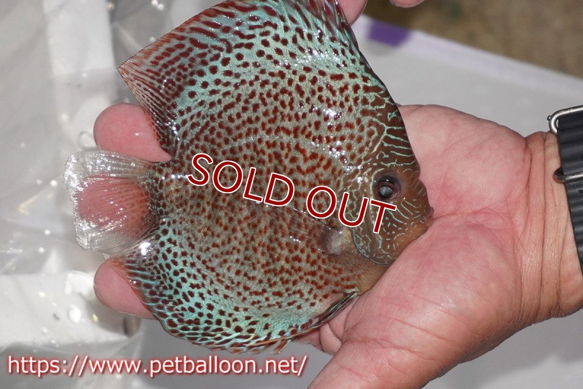 画像3: 【ディスカス】【通販】スーパーブルーアナコンダ【個体販売】13cm（生体）ペナン　ブリーダーTAN CHEE LOK (3)