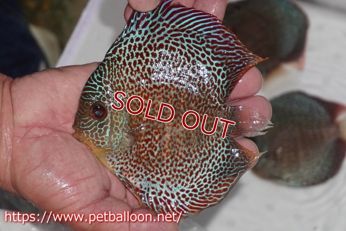 画像2: 【ディスカス】【通販】スーパーブルーアナコンダ【個体販売】13cm（生体）ペナン　ブリーダーTAN CHEE LOK (2)