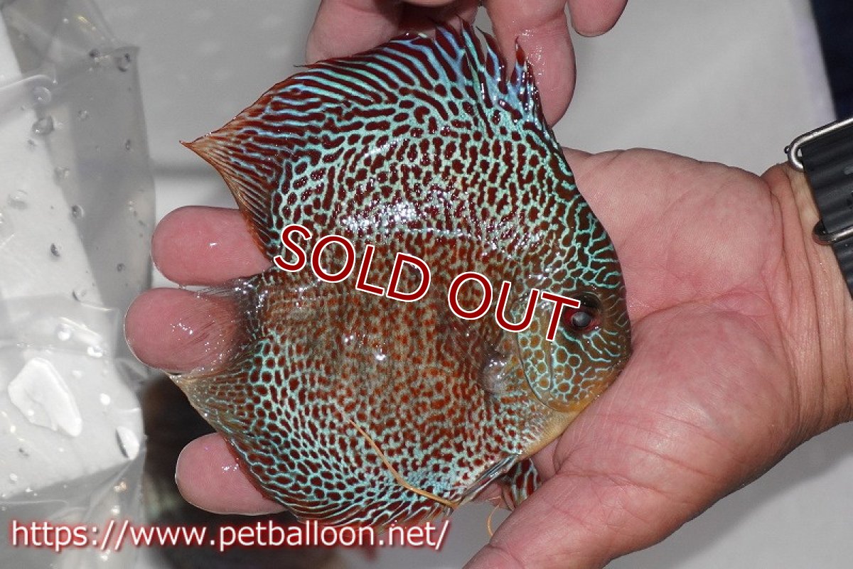 画像3: 【ディスカス】【通販】スーパーブルーアナコンダ【個体販売】13cm（生体）ペナン　ブリーダーTAN CHEE LOK (3)