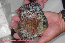 画像3: 【ディスカス】【通販】スーパーブルーアナコンダ【個体販売】13cm（生体）ペナン　ブリーダーTAN CHEE LOK (3)