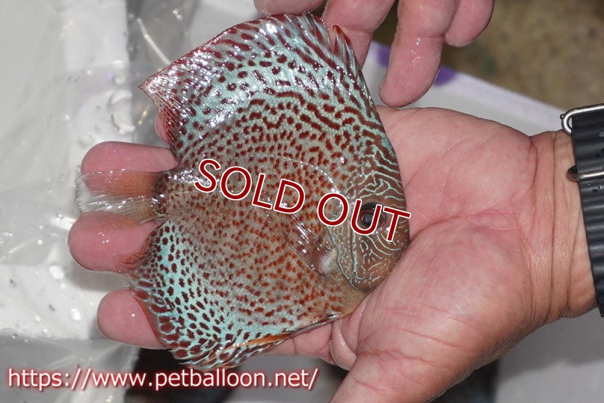 画像3: 【ディスカス】【通販】スーパーブルーアナコンダ【個体販売】13cm（生体）ペナン　ブリーダーTAN CHEE LOK (3)