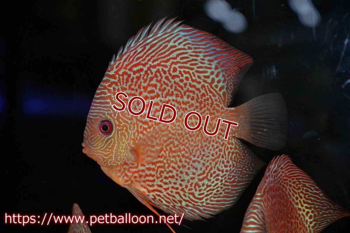 画像2: 【ディスカス】【通販】スーパーブルーアナコンダ【個体販売】13cm（生体）ペナン　ブリーダーTAN CHEE LOK (2)