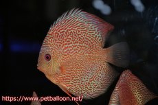 画像2: 【ディスカス】【通販】スーパーブルーアナコンダ【個体販売】13cm（生体）ペナン　ブリーダーTAN CHEE LOK (2)