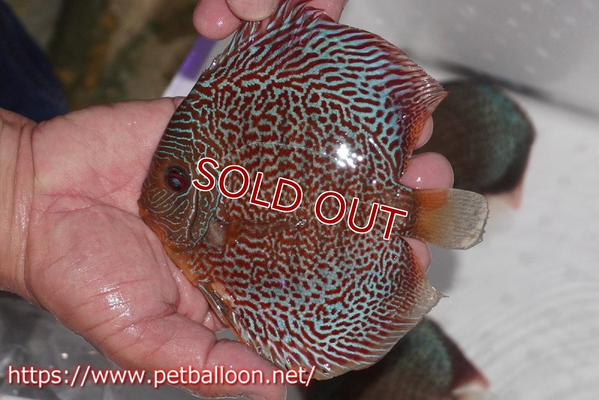 画像3: 【ディスカス】【通販】スーパーブルーアナコンダ【個体販売】13cm（生体）ペナン　ブリーダーTAN CHEE LOK (3)