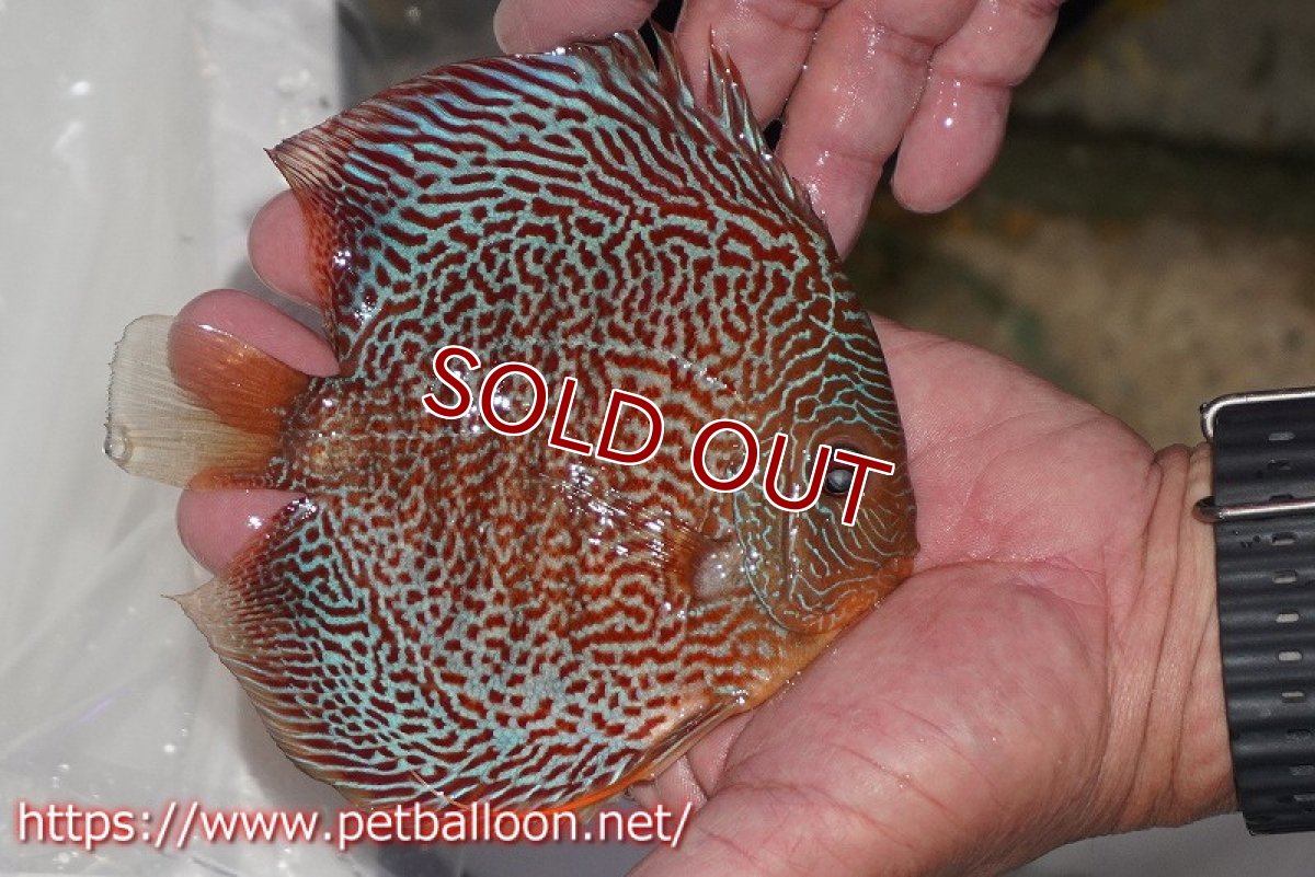 画像4: 【ディスカス】【通販】スーパーブルーアナコンダ【個体販売】13cm（生体）ペナン　ブリーダーTAN CHEE LOK (4)