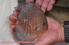 画像4: 【ディスカス】【通販】スーパーブルーアナコンダ【個体販売】13cm（生体）ペナン　ブリーダーTAN CHEE LOK (4)