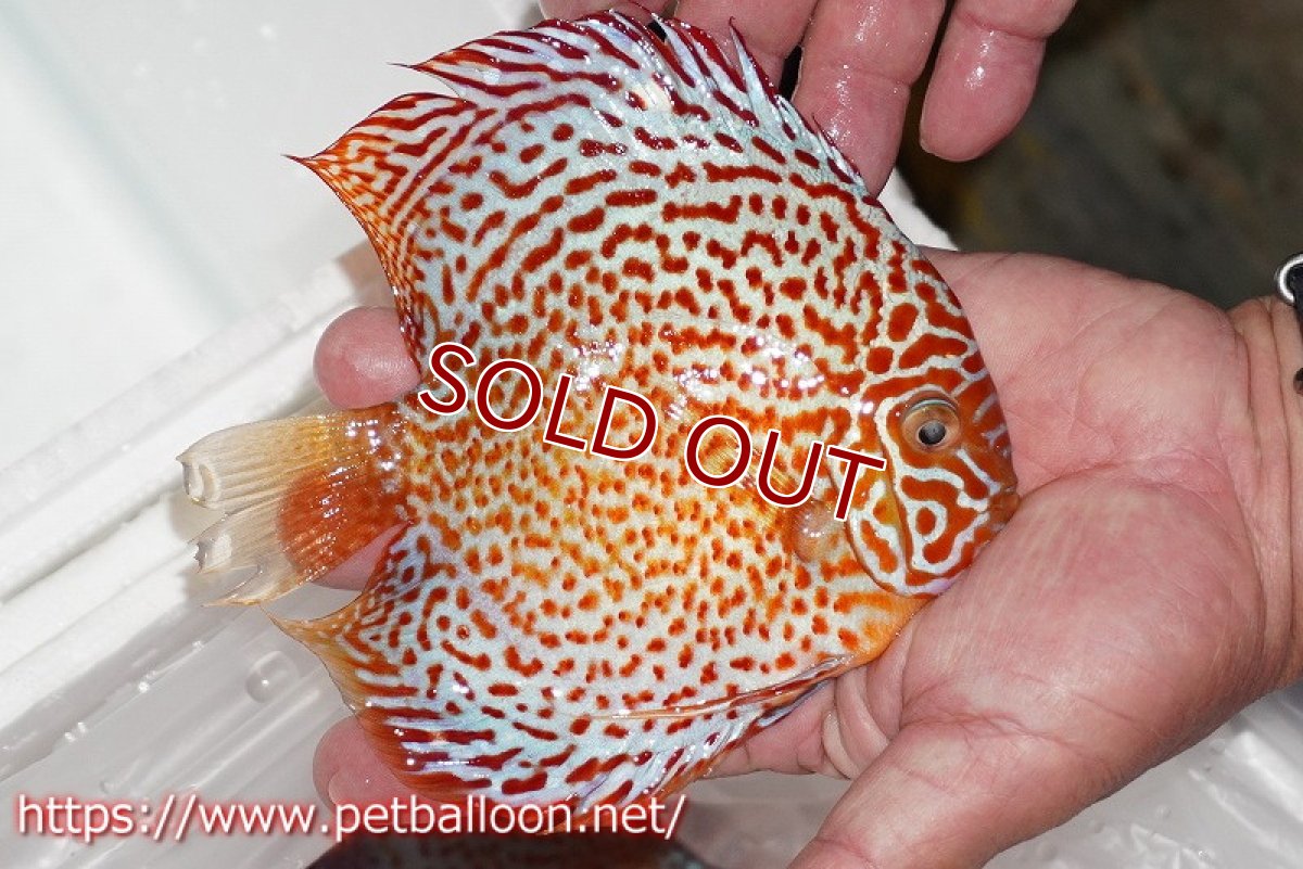 画像2: 【ディスカス】【通販】レッドスポットグリーンクロスワイルドロイヤルグリーン【個体販売】14-15cm（生体）ペナン　ブリーダー コイケンロック (2)