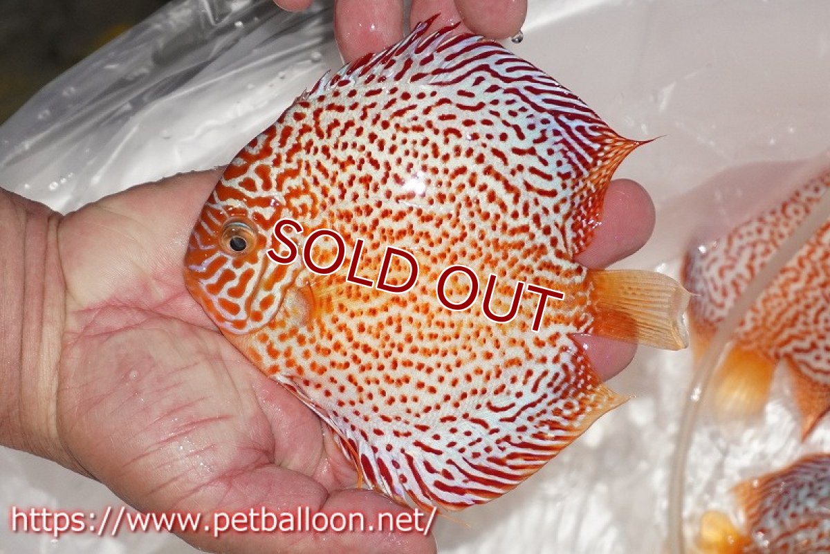 画像2: 【ディスカス】【通販】レッドスポットグリーンクロスワイルドロイヤルグリーン【個体販売】14-15cm（生体）ペナン　ブリーダー コイケンロック (2)