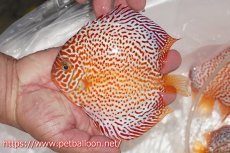 画像2: 【今月の特価個体】【ディスカス】【通販】レッドスポットグリーンクロスワイルドロイヤルグリーン【個体販売】14-15cm（生体）ペナン　ブリーダー コイケンロック (2)