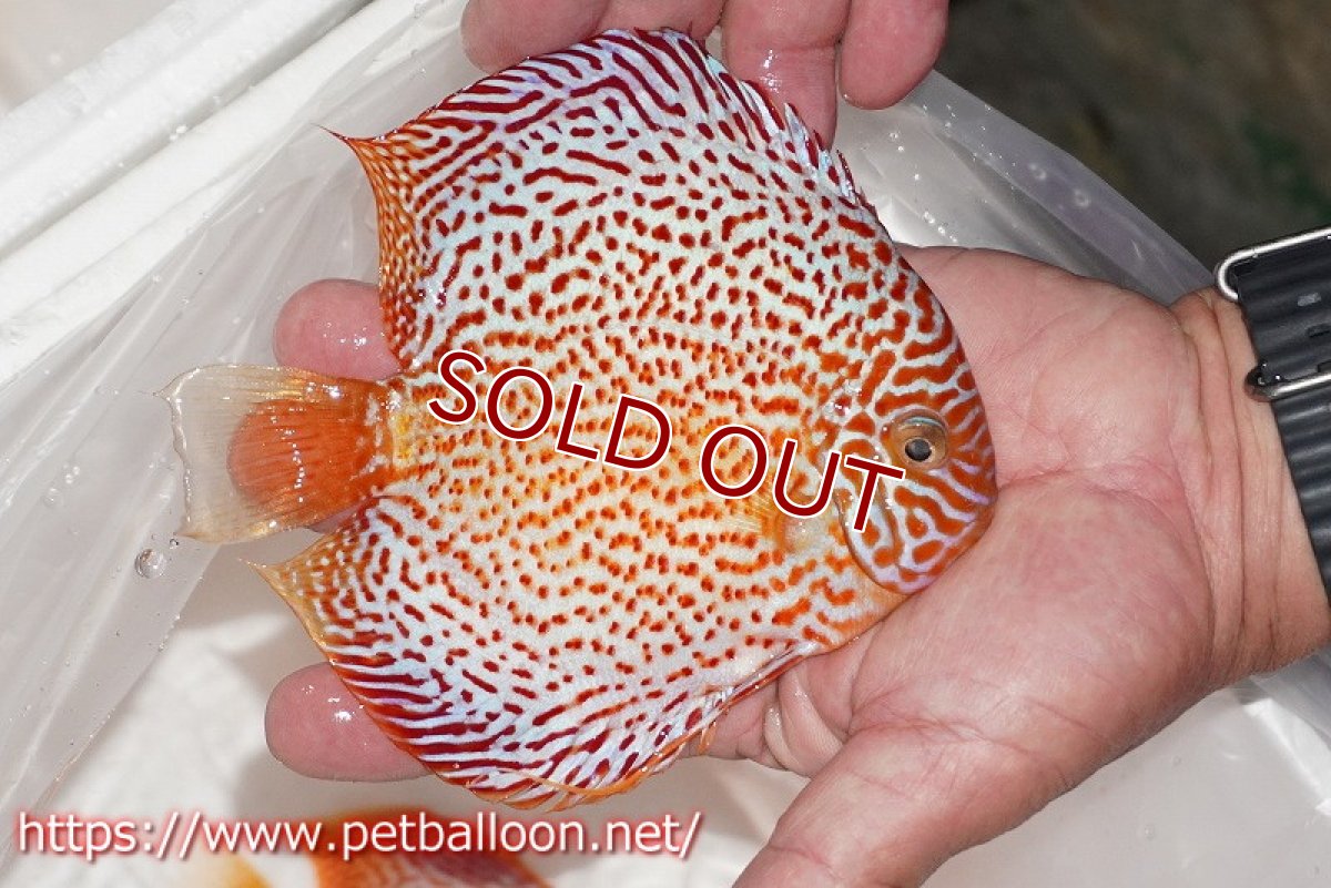 画像3: 【ディスカス】【通販】レッドスポットグリーンクロスワイルドロイヤルグリーン【個体販売】14-15cm（生体）ペナン　ブリーダー コイケンロック (3)