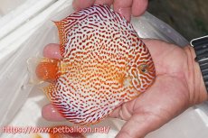 画像3: 【今月の特価個体】【ディスカス】【通販】レッドスポットグリーンクロスワイルドロイヤルグリーン【個体販売】14-15cm（生体）ペナン　ブリーダー コイケンロック (3)