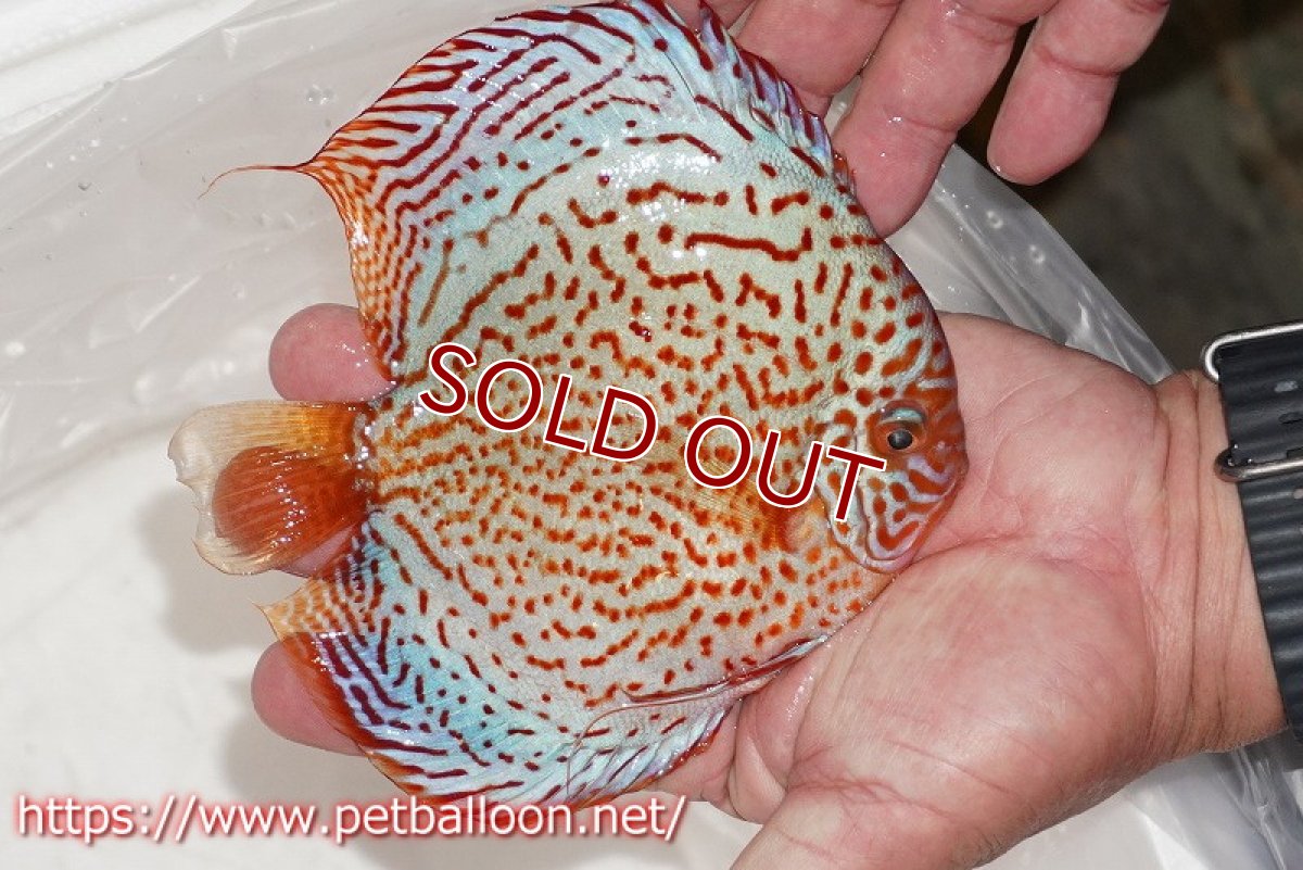 画像2: 【ディスカス】【通販】レッドスポットグリーンクロスワイルドロイヤルグリーン【個体販売】14-15cm（生体）ペナン　ブリーダー コイケンロック (2)