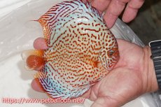 画像2: 【ディスカス】【通販】レッドスポットグリーンクロスワイルドロイヤルグリーン【個体販売】14-15cm（生体）ペナン　ブリーダー コイケンロック (2)